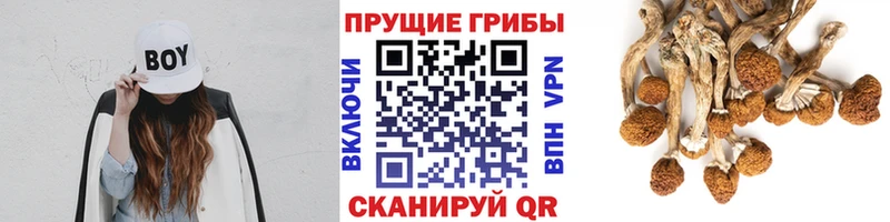 закладка  Тайга  Псилоцибиновые грибы Magic Shrooms 